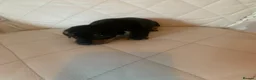 Dachshund dogs for sale: 5 dachund puppies for sale 2 boys 3 girls - Advert 12