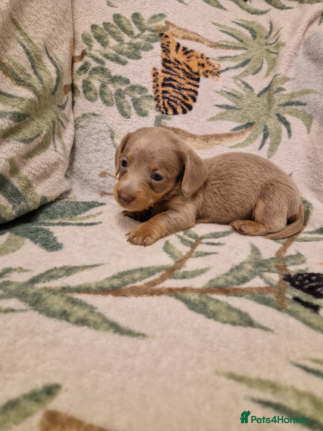 Miniature Dachshund dogs for sale: ⭐️🌈Beautiful miniature dachshunds🌈⭐️ - Advert 9