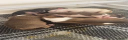 English Bull Terrier dogs for sale: Kc English bull terrier puppies  in Tredegar - Advert 15