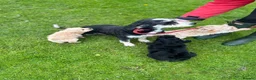 Labradoodle dogs for sale: Beautiful Labradoodle Puppies  in Bacup - Advert 5