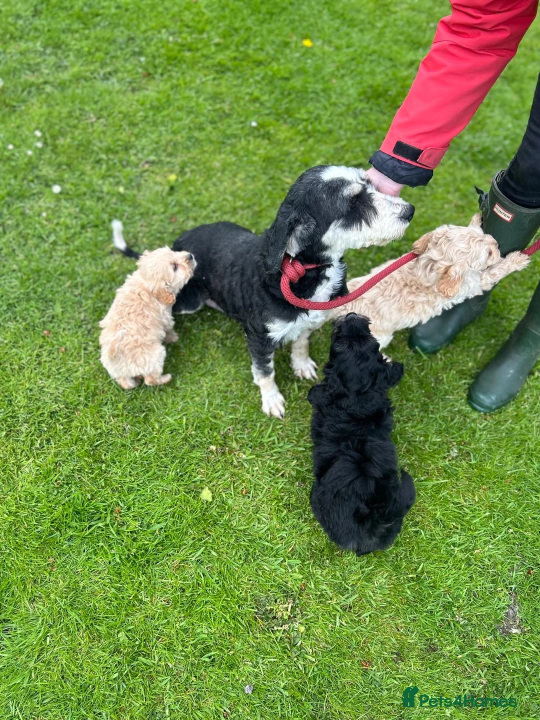 Labradoodle dogs for sale: Beautiful Labradoodle Puppies  in Bacup - Advert 5