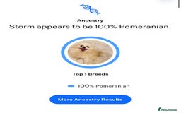 Pomeranian dogs for sale: Gorgeous KCreg female Pomeranian  - Image 19