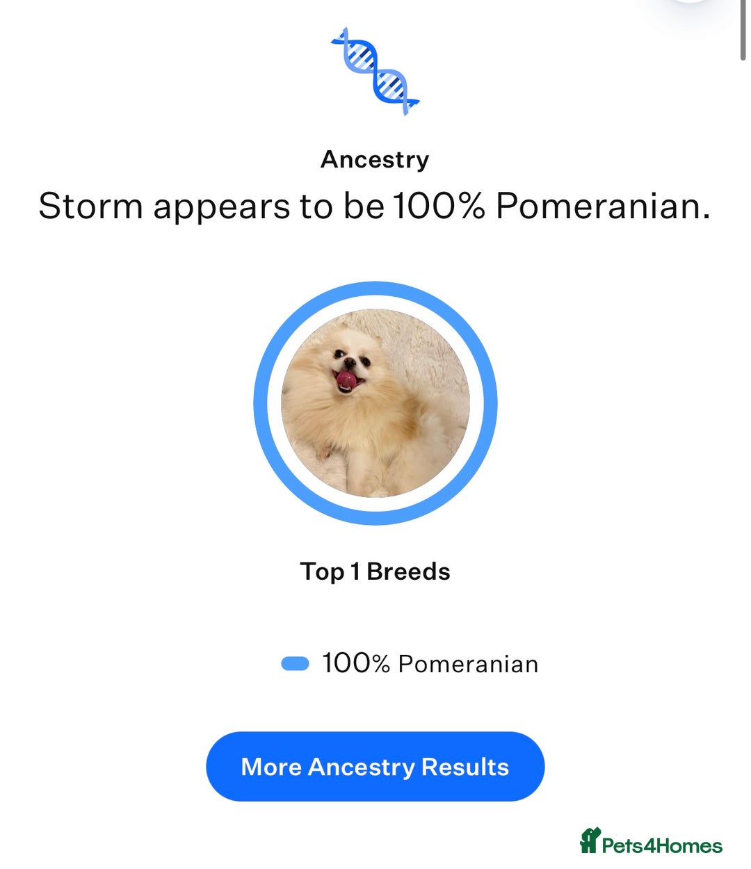 Pomeranian dogs for sale: Gorgeous KCreg female Pomeranian  - Image 19
