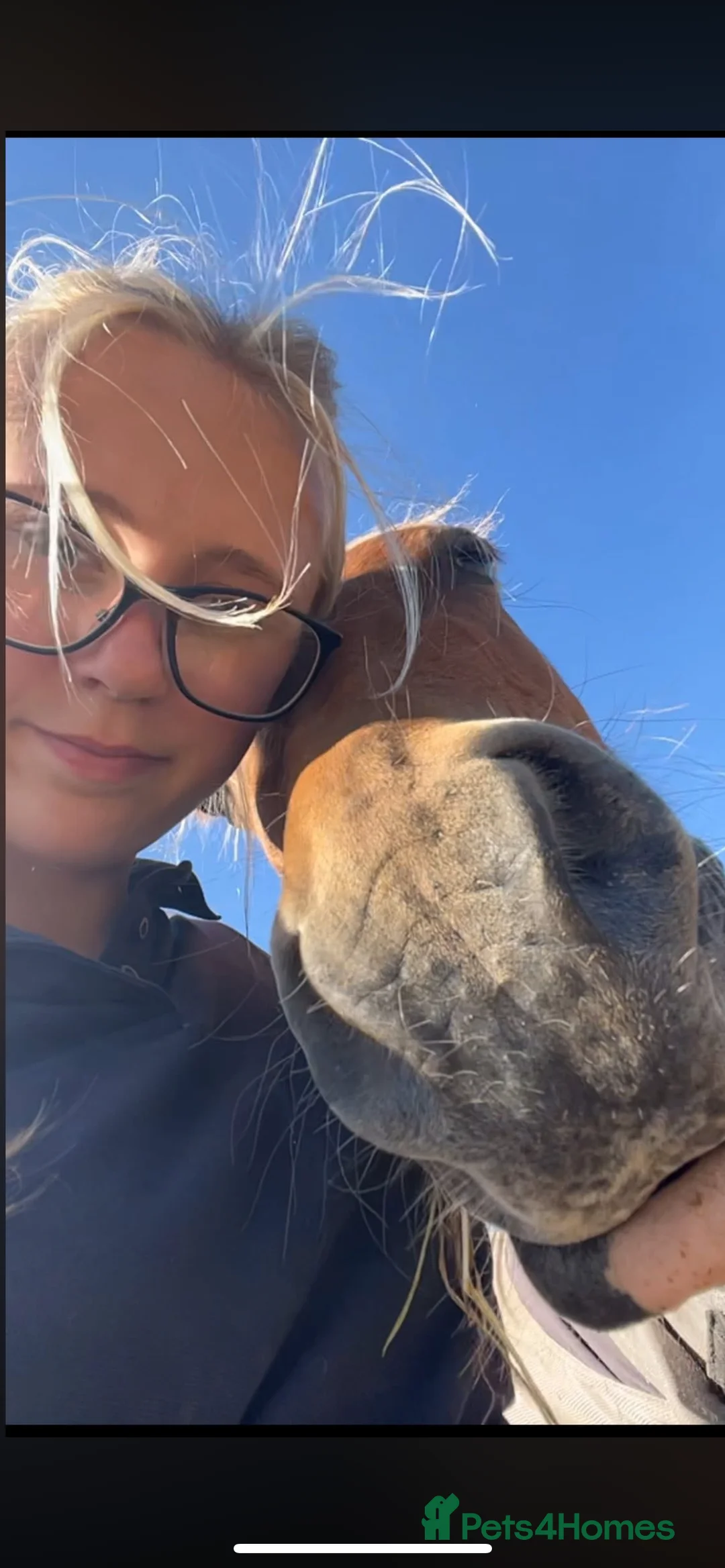 Welsh Section B horses for sale: ELSA🧡 - Advert 16