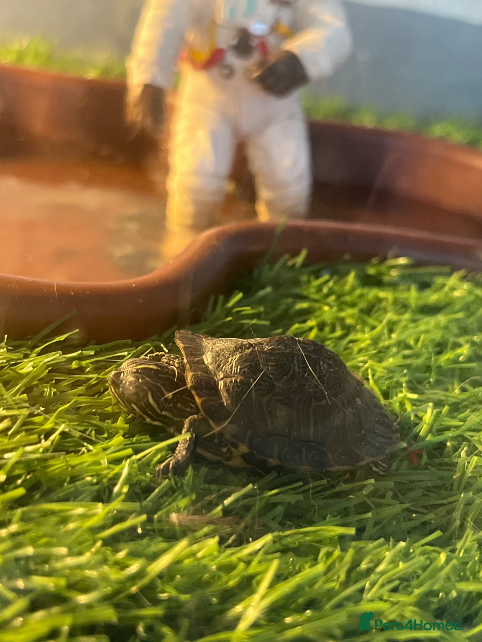 Turtle reptiles 4 x River Cooter Turtle & Tank Included. - Advert 1