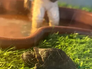 Turtle reptiles 4 x River Cooter Turtle & Tank Included. - Advert 1