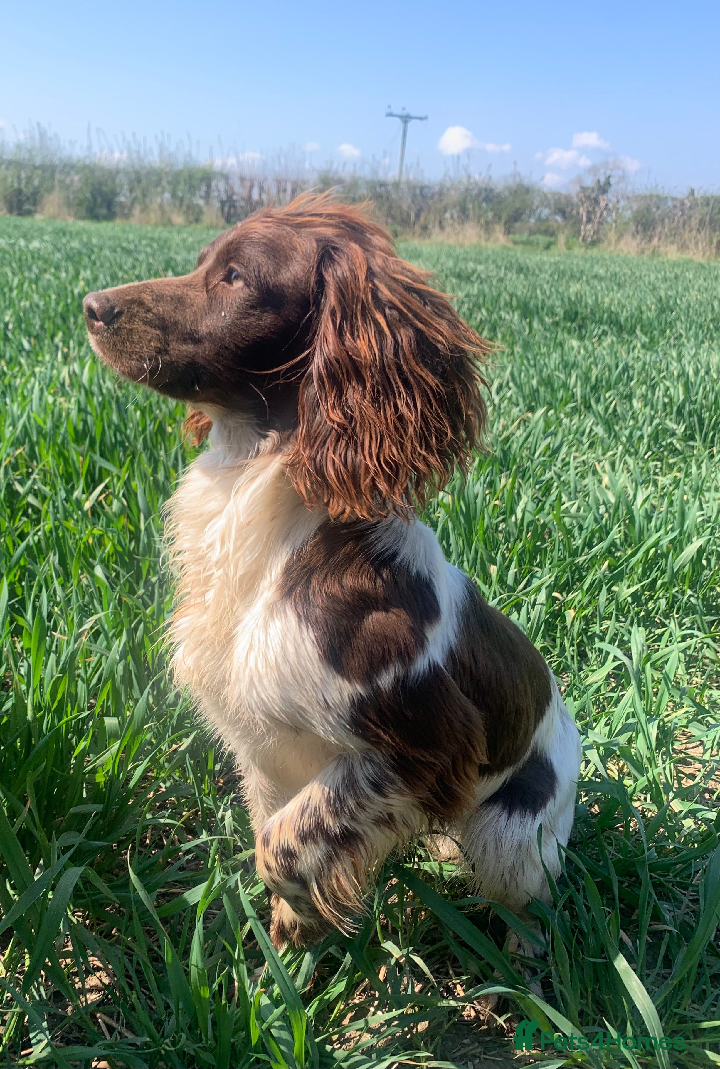 English Springer Spaniel dogs KC reg studhealth tested English Springer Spaniel  in Malton - Advert 5