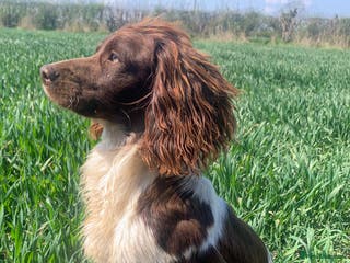 English Springer Spaniel dogs KC reg studhealth tested English Springer Spaniel in Malton - Advert 9