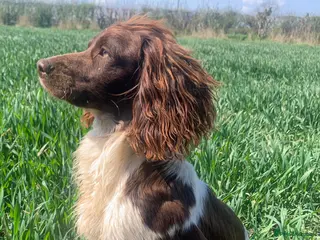 English Springer Spaniel dogs KC reg studhealth tested English Springer Spaniel in Malton - Advert 9
