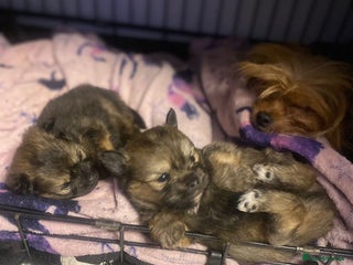 Mixed Breed dogs Tiny ** Yorkiepoms - Advert 11