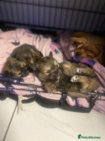 Mixed Breed dogs Tiny ** Yorkiepoms - Advert 8