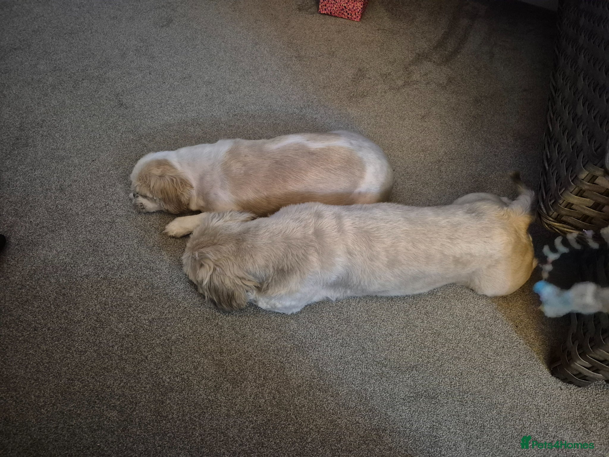 Shih Tzu dogs Ready to go 17.04.26 - Advert 16