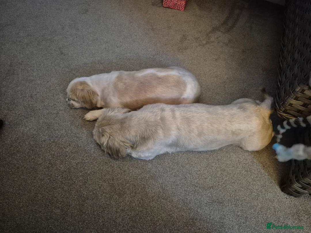 Shih Tzu dogs for sale: Ready to go 17.04.26 - Advert 1