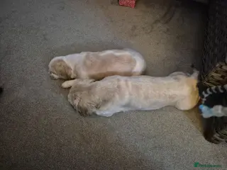 Shih Tzu dogs Ready to go 17.04.26 - Advert 16