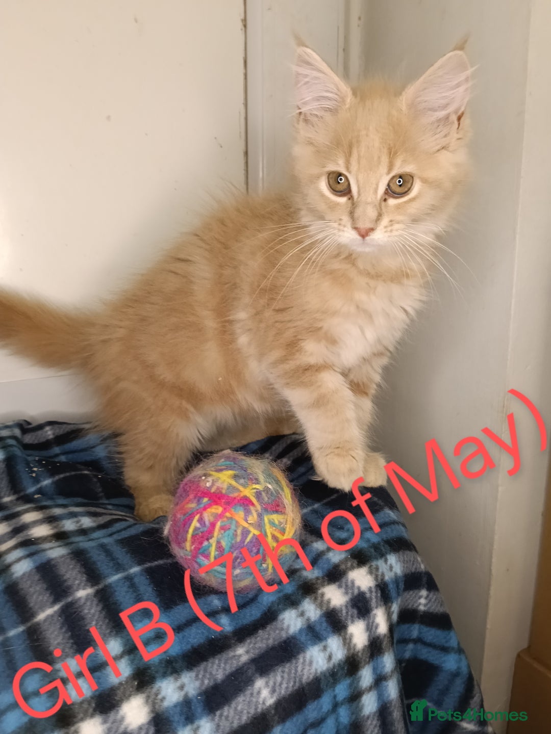Maine Coon cats for sale: 'PuuureLove' Maine Coon kittens  - Image 11
