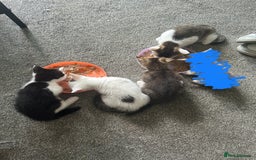 Mixed Breed cats for sale: 5 beautiful mixed breed kittens!! - Image 2