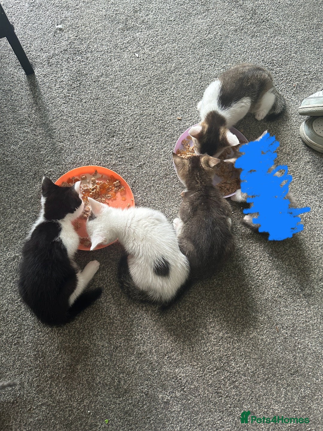 Mixed Breed cats for sale: 5 beautiful mixed breed kittens!! - Image 2