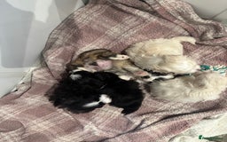 Maltipoo dogs for sale: Very small Maltipoo  - Image 14