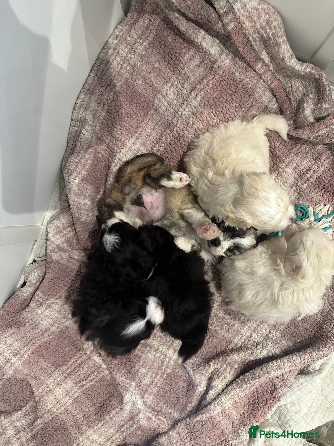 Maltipoo dogs for sale: Very small Maltipoo  - Image 14