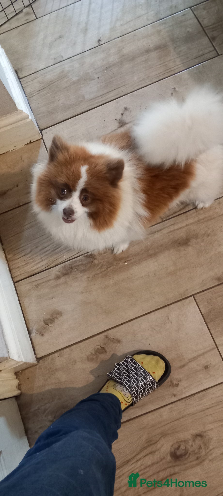 Pomeranian dogs Pomerainian puppies - Advert 1