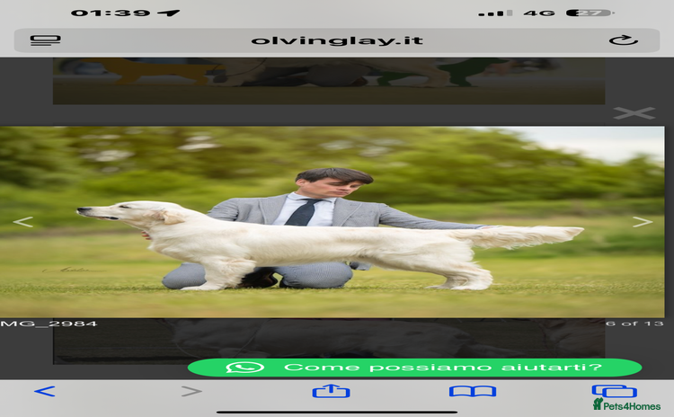 Golden Retriever dogs - Advert 9