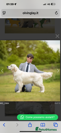 Golden Retriever dogs - Advert 9