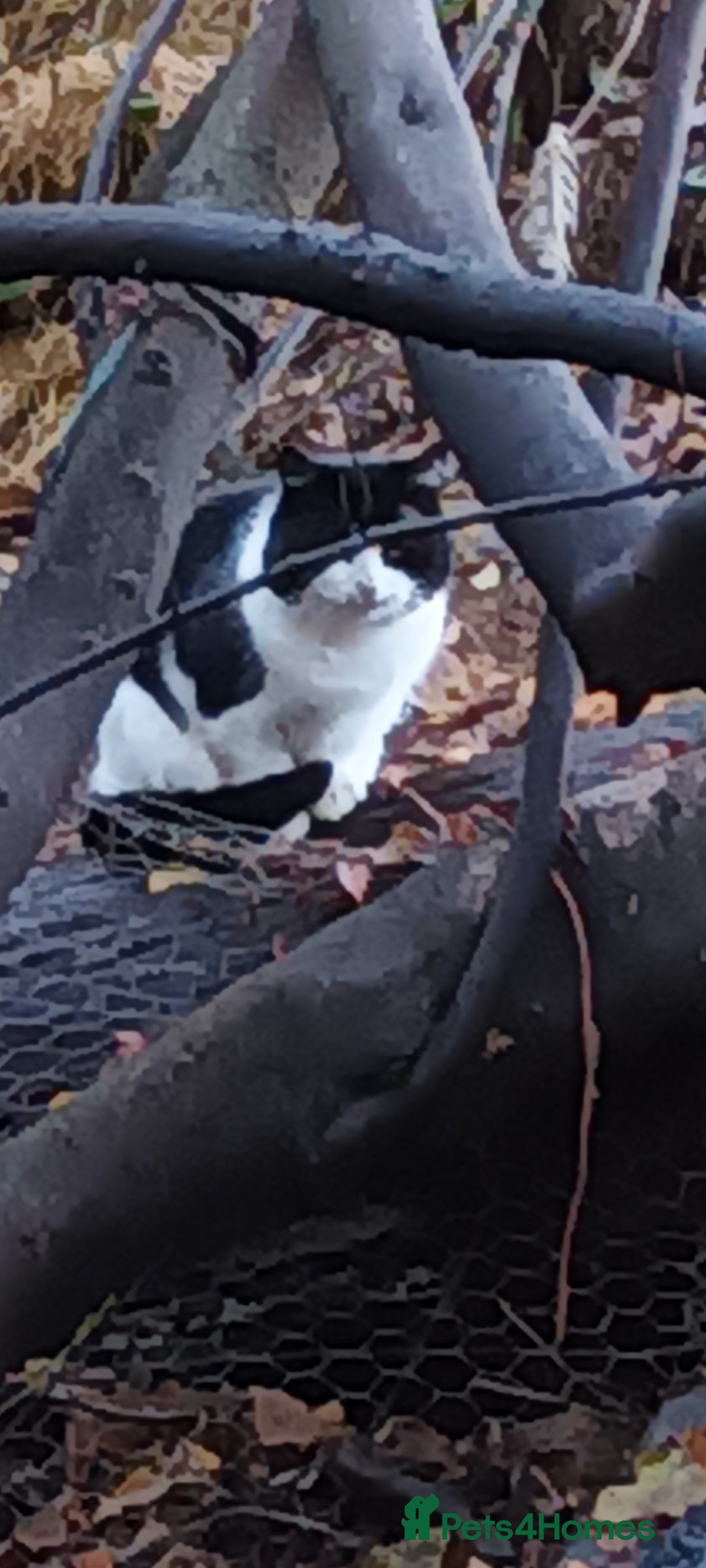 Mixed Breed cats for sale: GORGEOUS KITTENS FOR SALE - Advert 2