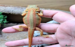 Bearded Dragon reptiles for sale: 50% & 100% red monster bearded dragons  - Image 22