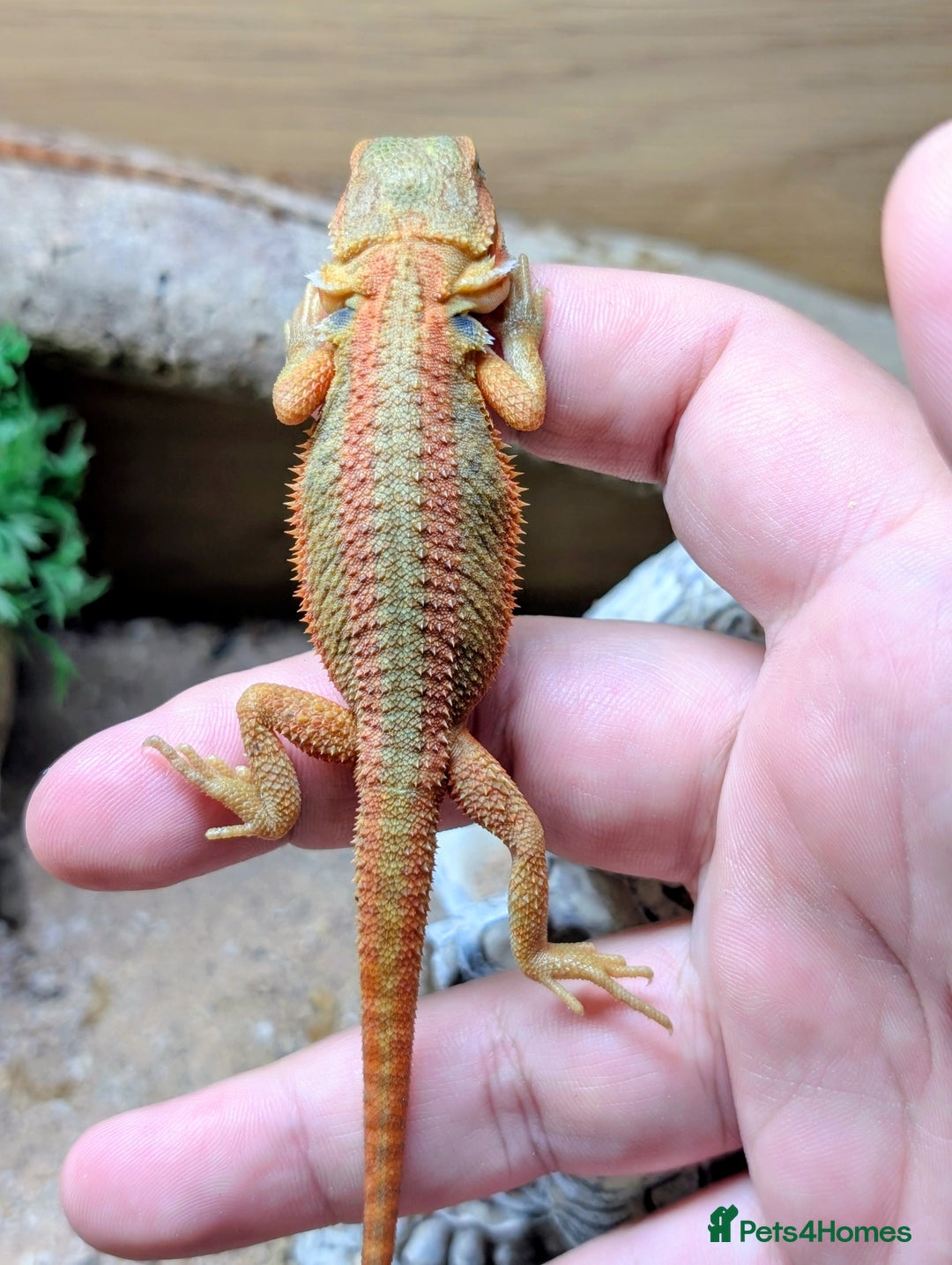 Bearded Dragon reptiles for sale: 50% & 100% red monster bearded dragons  - Image 22