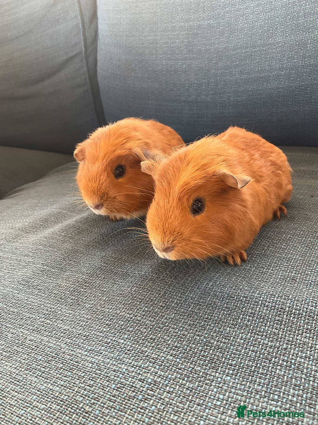 Guinea Pig rodents for sale: 2 boy guinea pig (brothers) £35 for Both - Advert 4