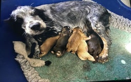 Cocker Spaniel dogs for sale: Adorable, Social, Confident KC reg Cocker pups - Image 13