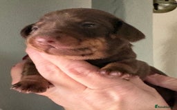 Dachshund dogs for sale: Stunning miniature dauchound puppies  - Advert 3