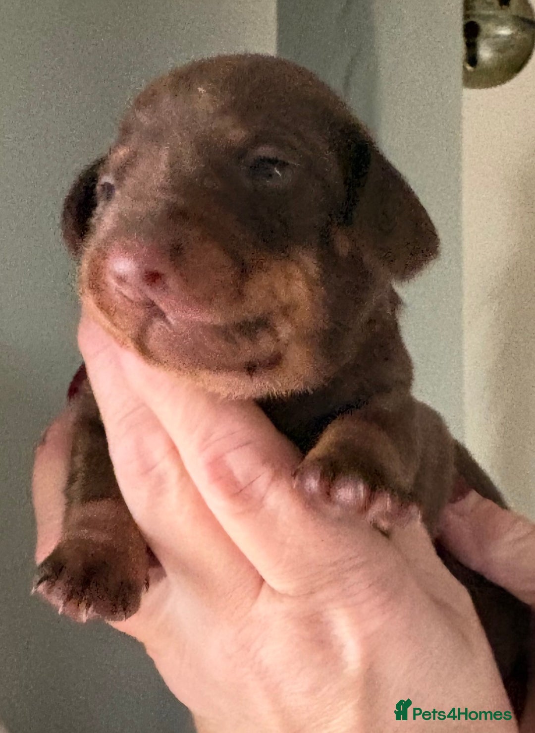 Dachshund dogs for sale: Stunning miniature dauchound puppies  - Advert 3
