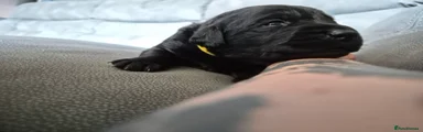 Labrador Retriever yellow