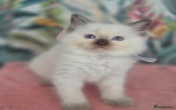 Ragdoll cats for sale: GCCF REGISTERED RAGDOLL KITTENS available septembe - Image 7