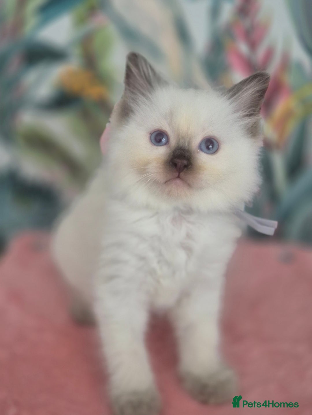 Ragdoll cats for sale: GCCF REGISTERED RAGDOLL KITTENS available septembe - Image 7