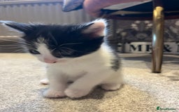 Mixed Breed cats for sale: 3 kittens for sale.  - Image 4