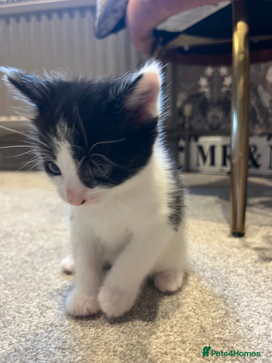 Mixed Breed cats for sale: 3 kittens for sale.  - Image 4