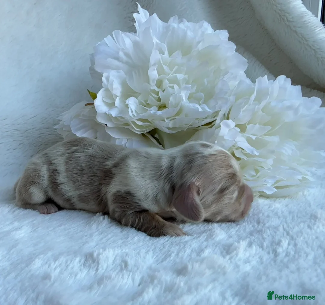 Miniature Dachshund dogs for sale: MINIATURE DACHSHUND PUPPIES🥹🐶🥰 - Advert 2