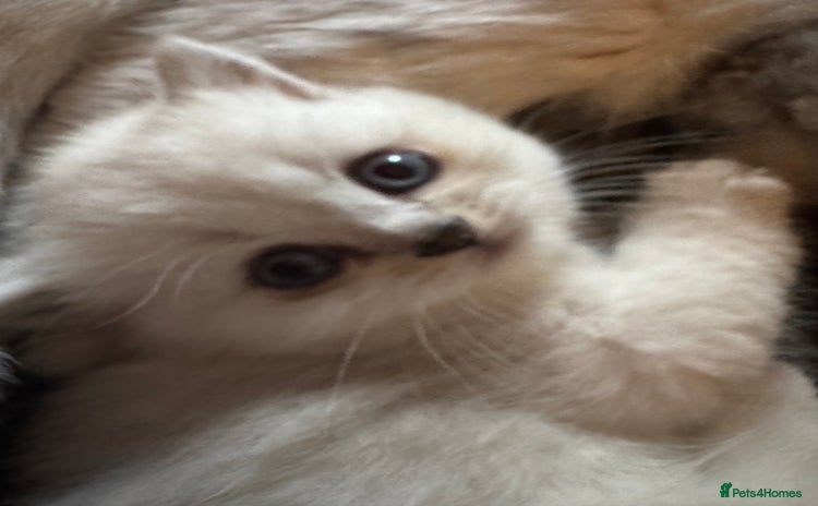 British Shorthair cats - Advert 7