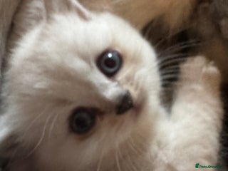 British Shorthair cats - Advert 4