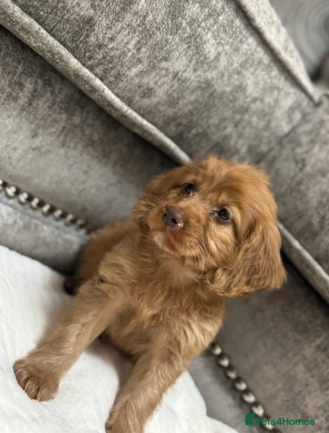 Cavapoo dogs for sale: 2 boys left looking for there forever homes - Image 10
