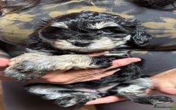 Schnoodle dogs for sale: Miniature Schoodle puppies - Image 10