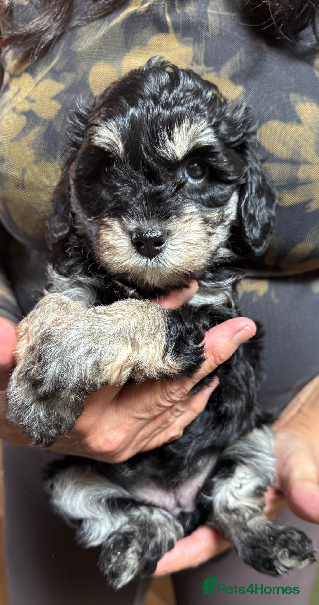 Schnoodle dogs for sale: Miniature Schoodle puppies - Image 10