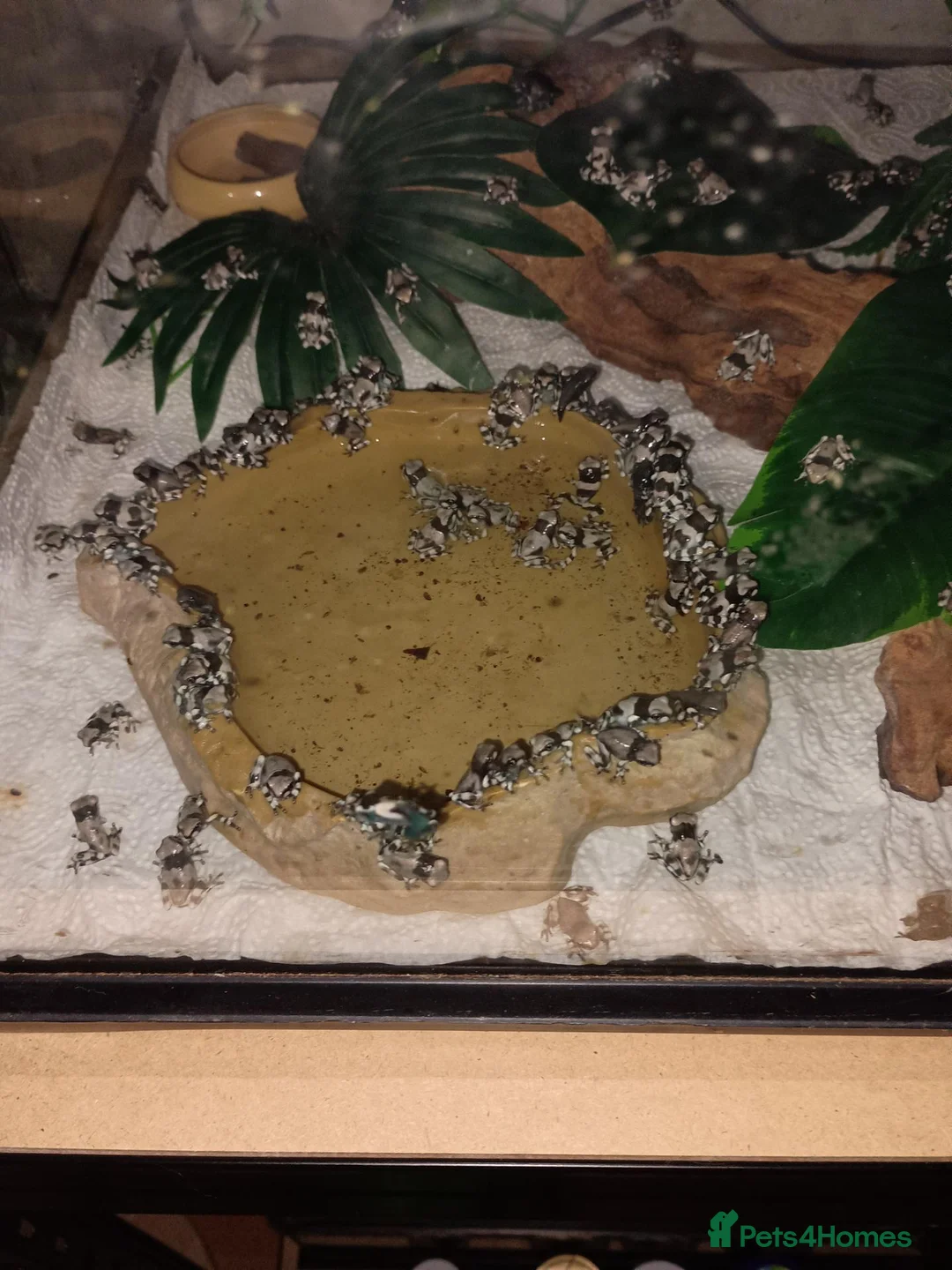 Frog reptiles for sale: Amazon milk frogs - Advert 2