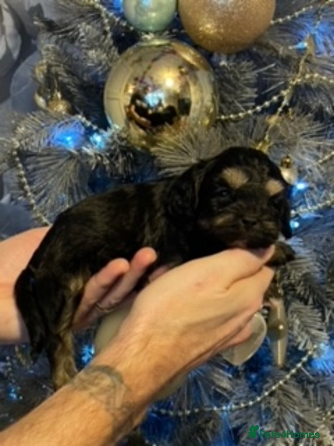 Cavapoo dogs for sale: F1 Cavapoo puppies 1 male 2 females - Advert 4