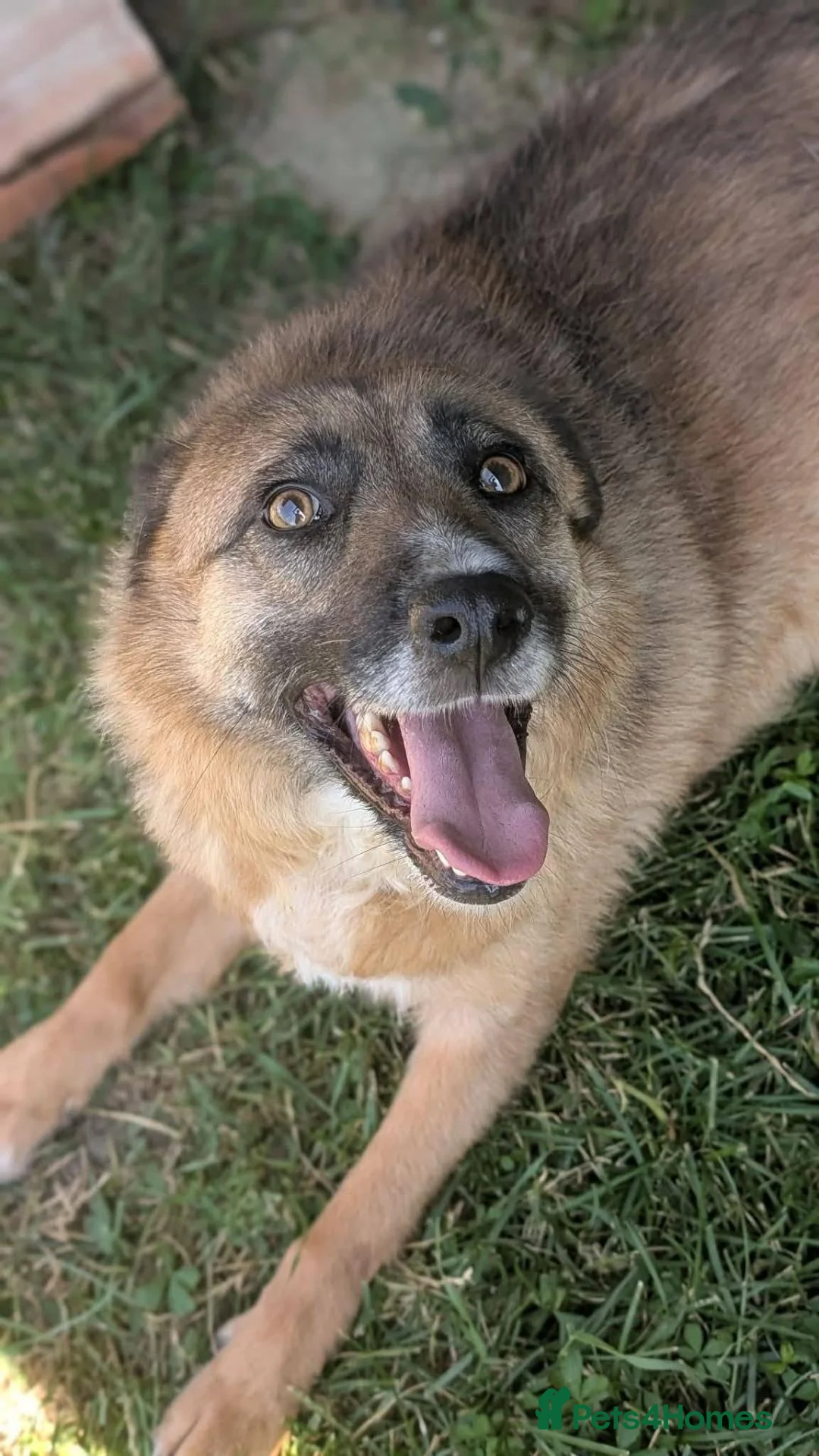 Mixed Breed dogs for adoption: Gallina for adoption in Leigh-on-Sea - Advert 6