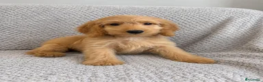Cockapoo 3