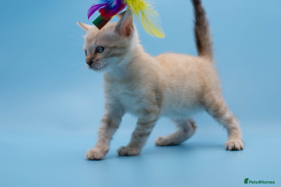 Bengal cats for sale: ✨Stunning Snow Lynx Bengal Boy – TICA Registered🐾 - Image 5