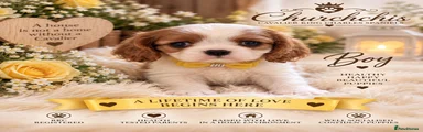 Cavalier King Charles Spaniel 1